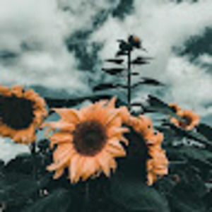 Meet your Posher, Makenze